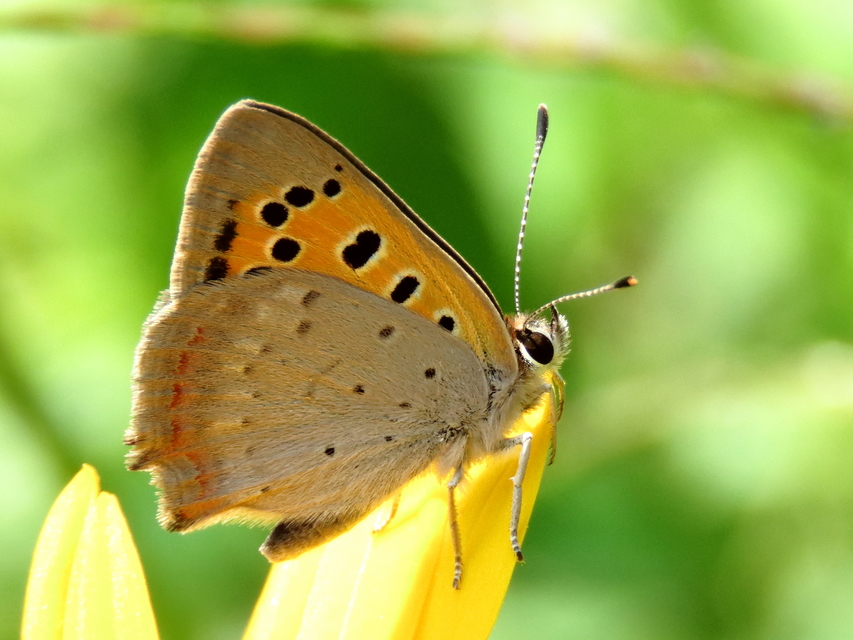 Lycaena phlaeas - közönséges tűzlepke