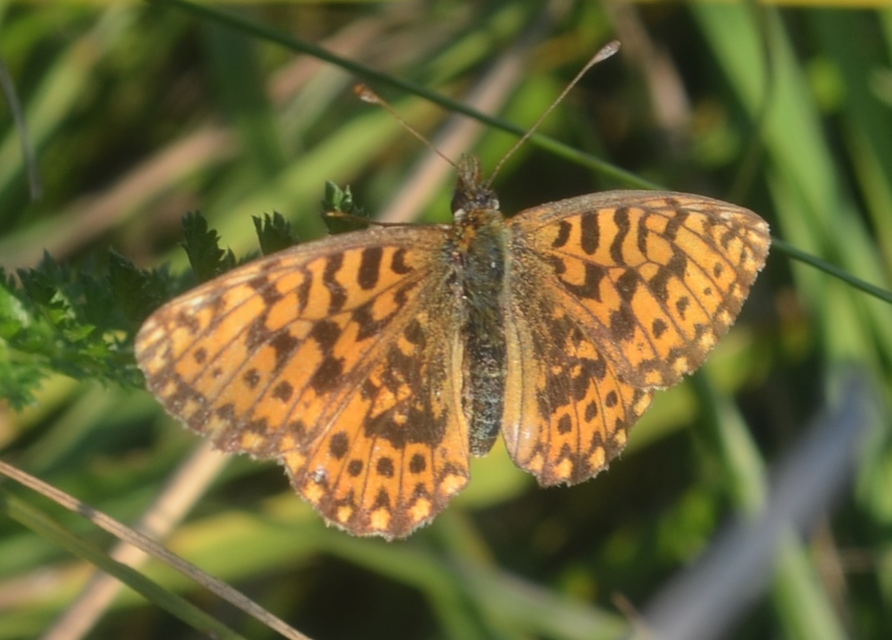 Boloria dia - kis gyöngyházlepke