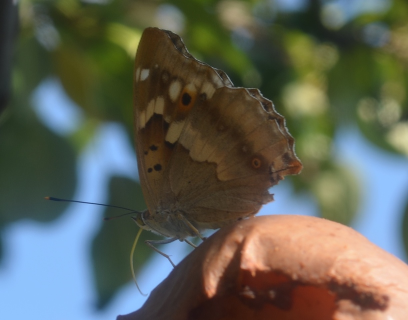 Apatura ilia - kis színjátszólepke