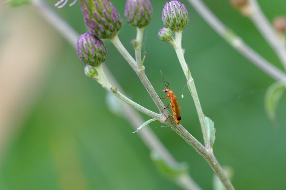 Rhagonycha fulva - feketevégű lágybogár