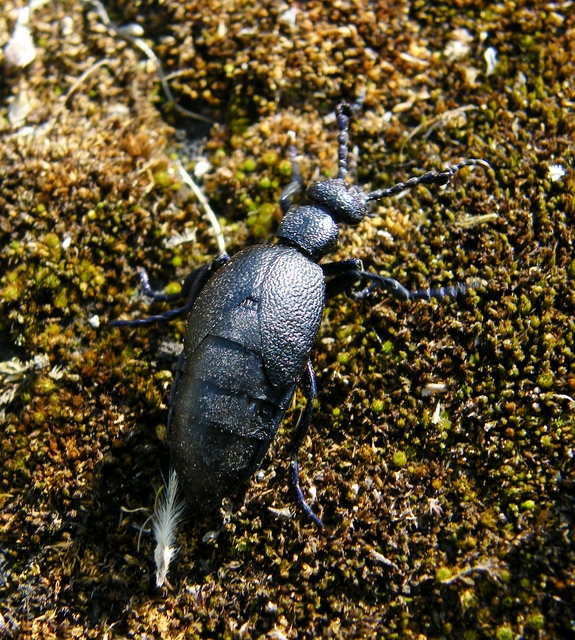 Meloe proscarabaeus - közönséges nünüke