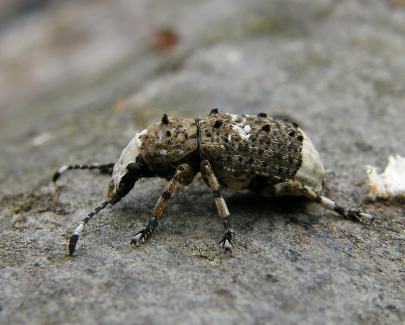 Platystomos albinus - nagybajuszú orrosbogár