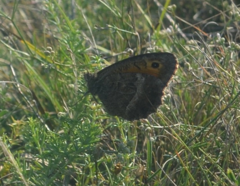 Arethusana arethusa - közönséges szemeslepke