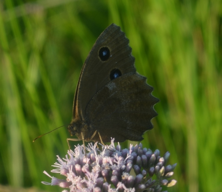 Minois dryas - fekete szemeslepke
