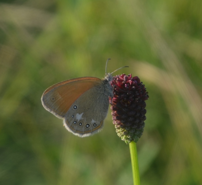 Coenonympha glycerion - közönséges szénalepke