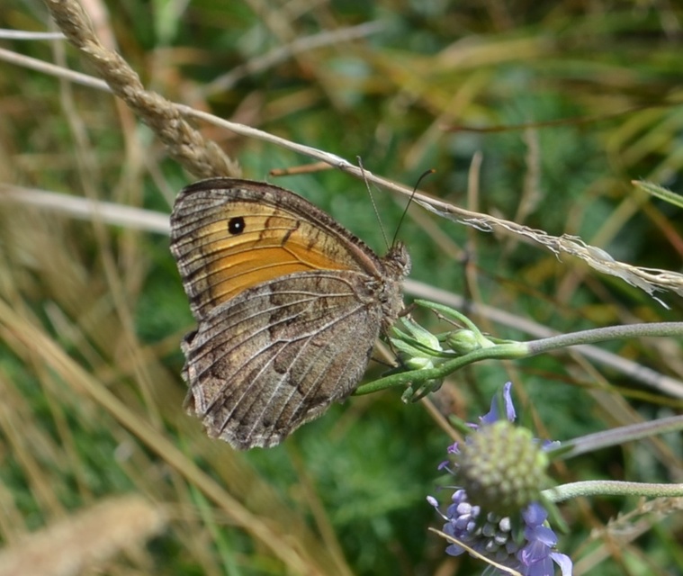 Arethusana arethusa - közönséges szemeslepke