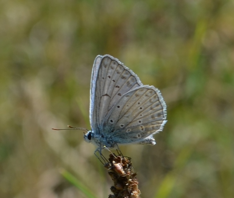 Polyommatus daphnis - csipkés boglárka