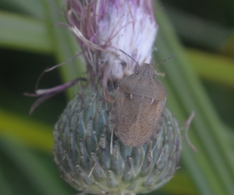 Eurygaster Eurygaster
