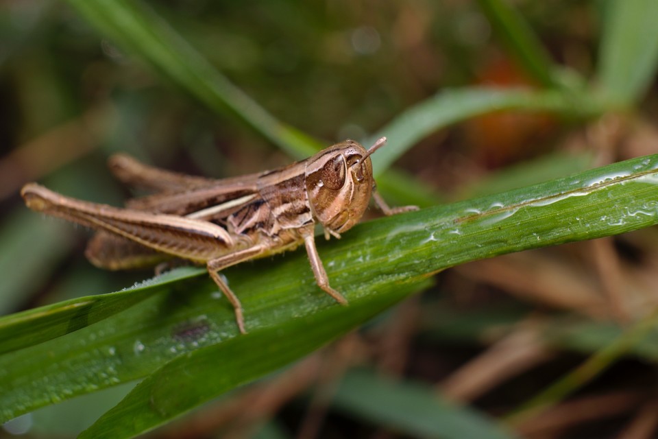 Euchorthippus declivus - rövidszárnyú rétisáska