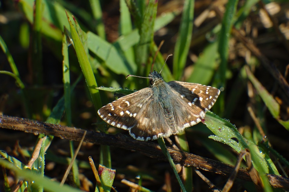 Pyrgus armoricanus - feles busalepke