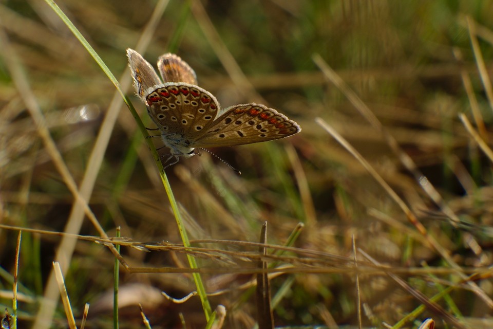 Polyommatus icarus - közönséges boglárka