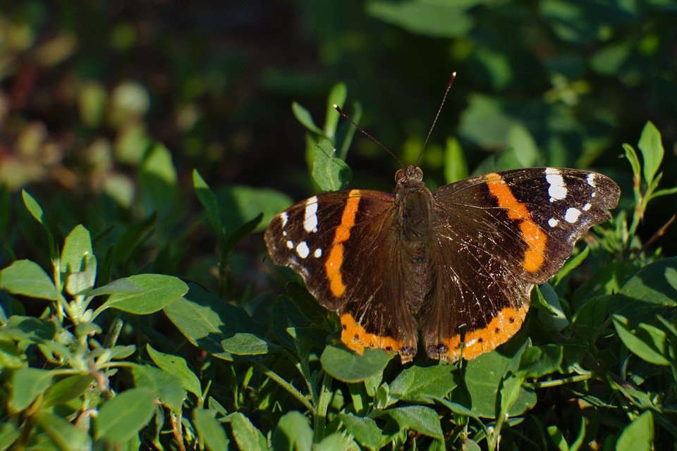 Vanessa atalanta - atalantalepke