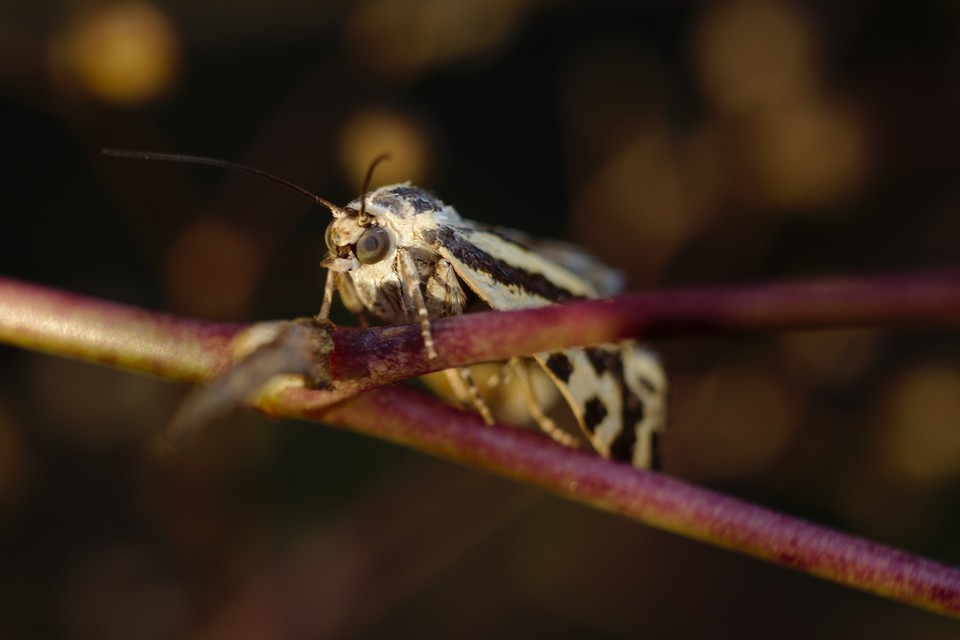 Emmelia trabealis - zebrabagoly