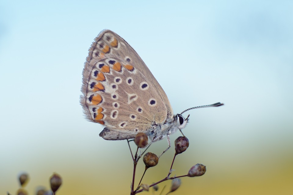 Polyommatus icarus - közönséges boglárka