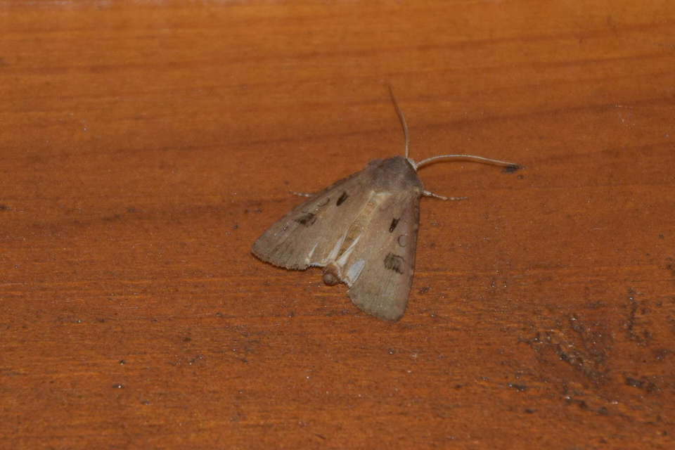 Agrotis exclamationis - felkiáltójeles földibagoly