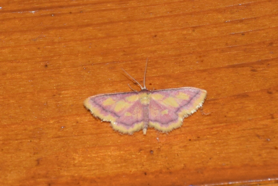 Idaea muricata - mocsári pirosaraszoló