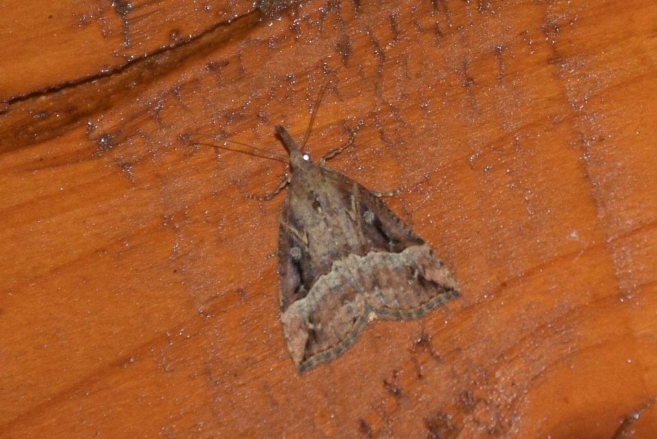 Hypena rostralis - közönséges karcsúbagoly