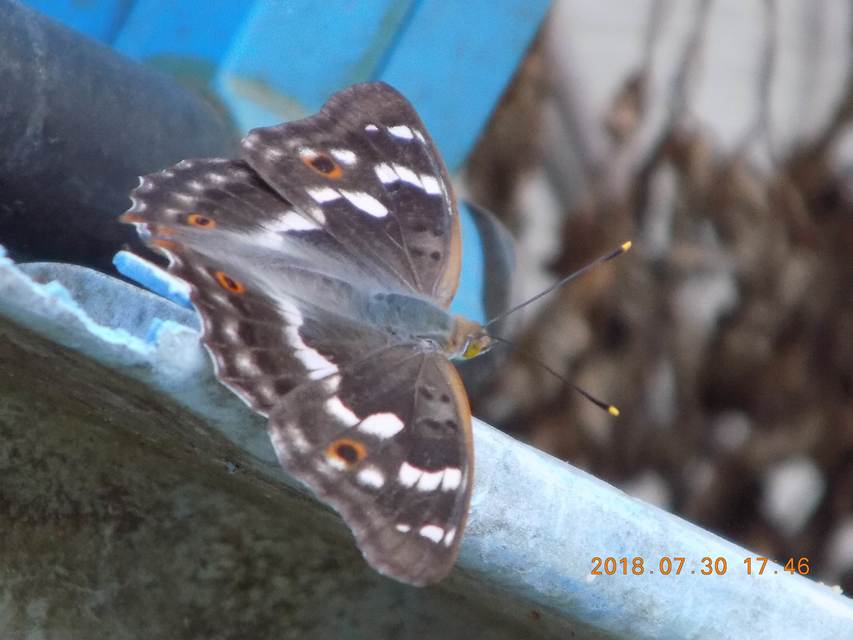 Apatura ilia - kis színjátszólepke