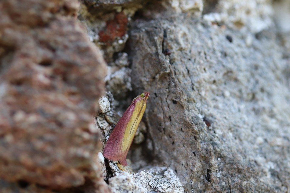 Oncocera semirubella - lucernamoly