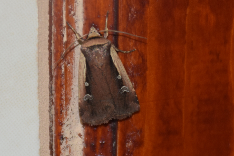 Ochropleura plecta - fehérszegélyű fűbagoly