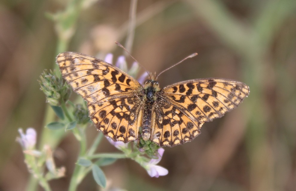 Boloria dia - kis gyöngyházlepke