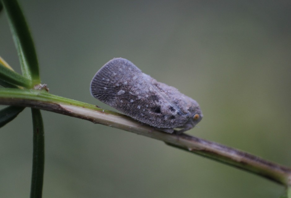 Metcalfa pruinosa - amerikai lepkekabóca
