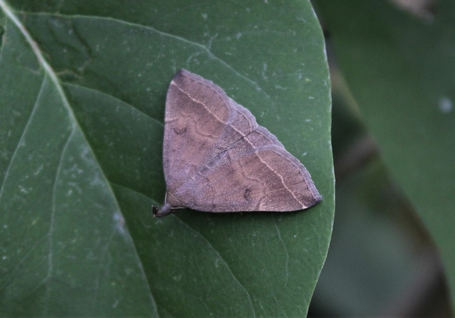 Pechipogo plumigeralis - tollascsápú karcsúbagoly