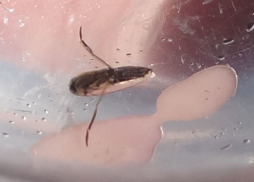 Anisops sardeus