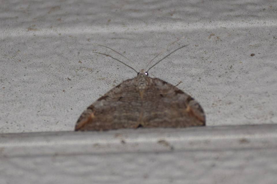 Aplocera