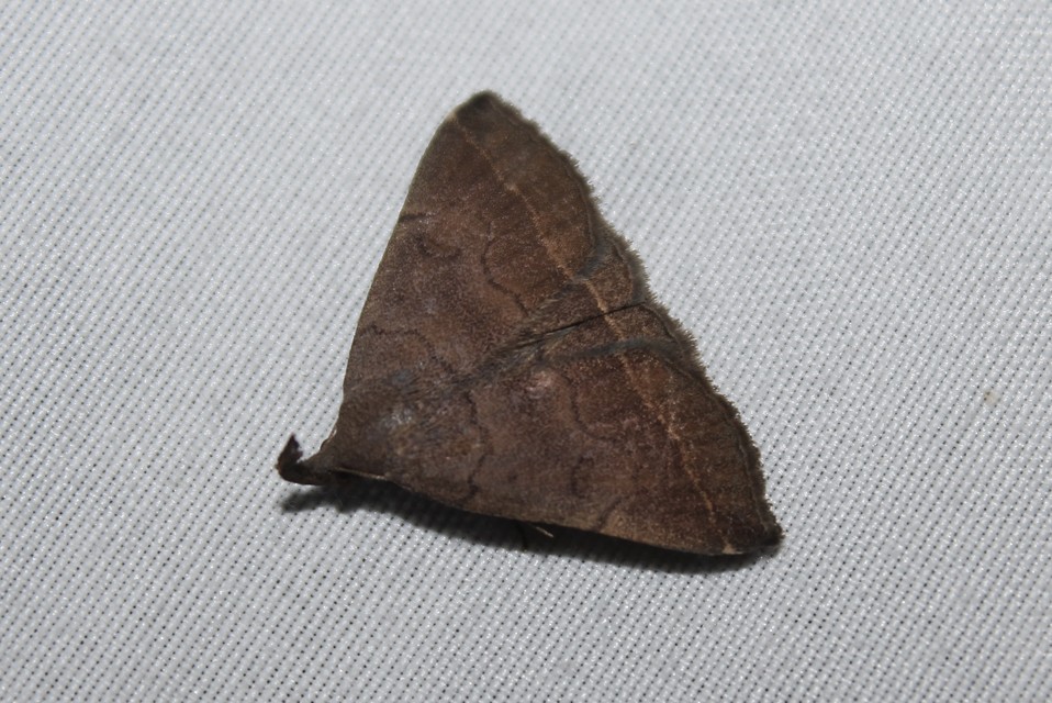Pechipogo plumigeralis - tollascsápú karcsúbagoly