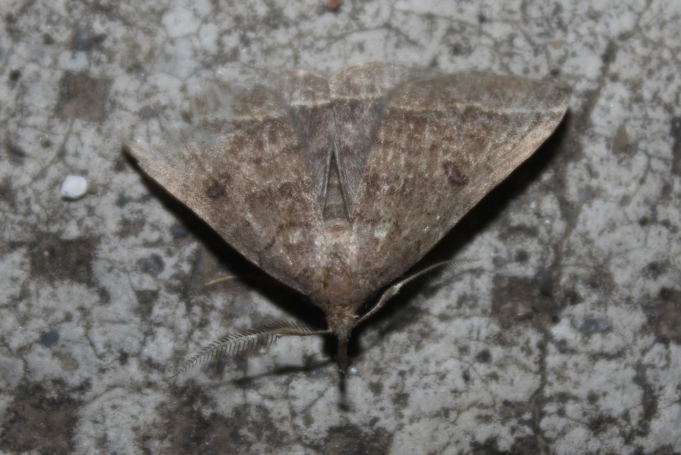 Pechipogo plumigeralis - tollascsápú karcsúbagoly