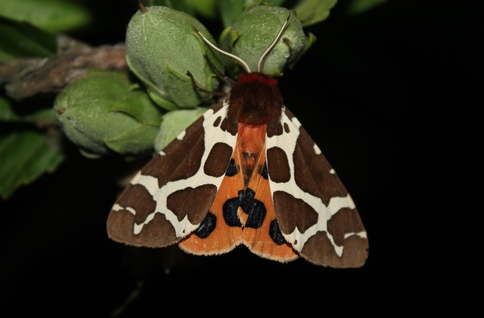 Arctia caja - közönséges medvelepke