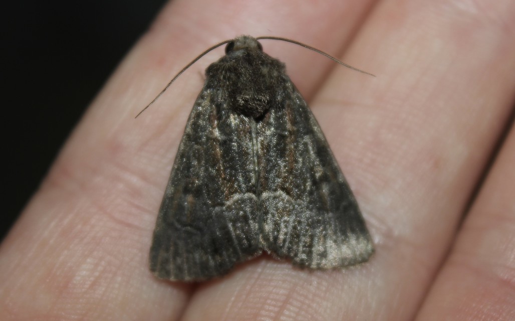 Thalpophila matura - fakó erdeibagoly