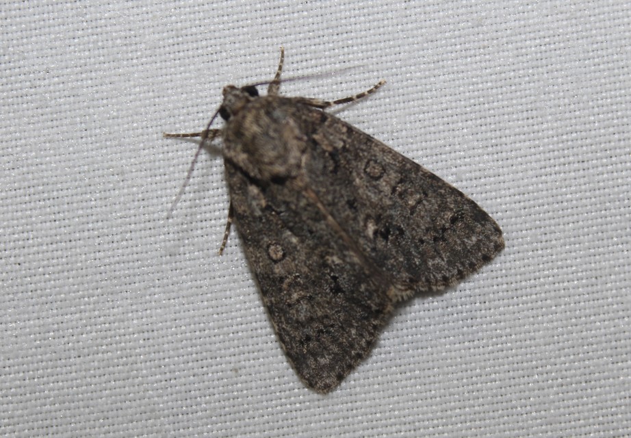 Acronicta rumicis - sóska-szigonyosbagoly