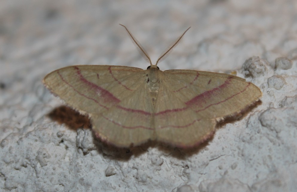 Rhodostrophia vibicaria - pirosszélű araszoló