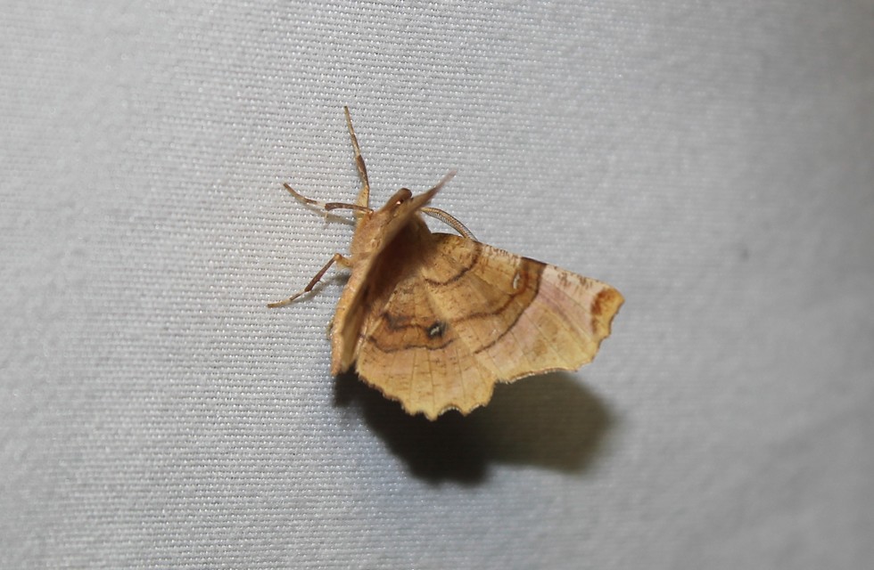 Selenia lunularia - egyfoltos holdasaraszoló
