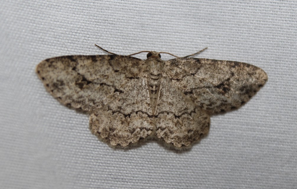 Ectropis crepuscularia - avararaszoló