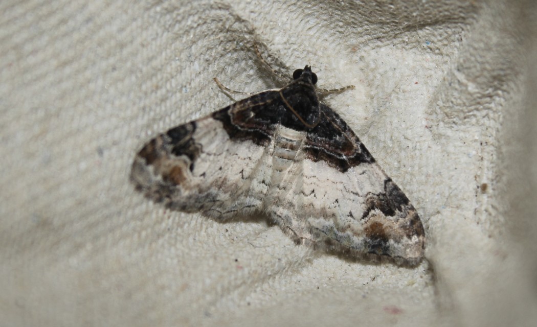 Catarhoe cuculata - csuklyás tarkaaraszoló