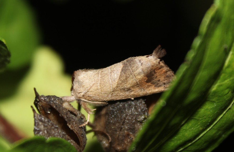 Clostera anastomosis - barna levélszövő