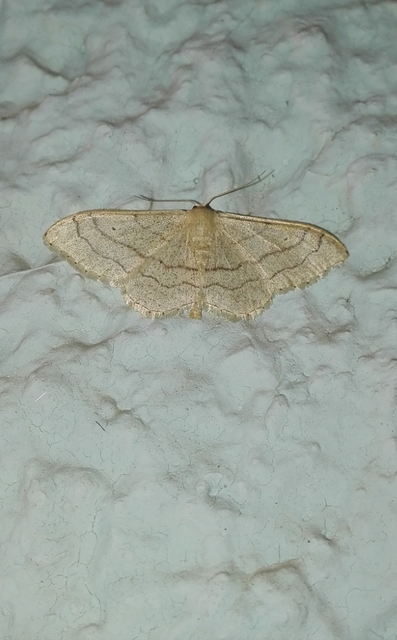 Idaea aversata - nagy sávosaraszoló