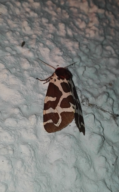 Arctia caja - közönséges medvelepke
