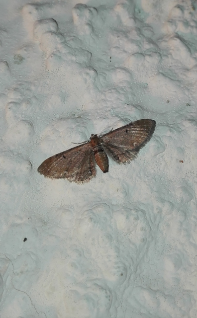 Eupithecia absinthiata - üröm-törpearaszoló