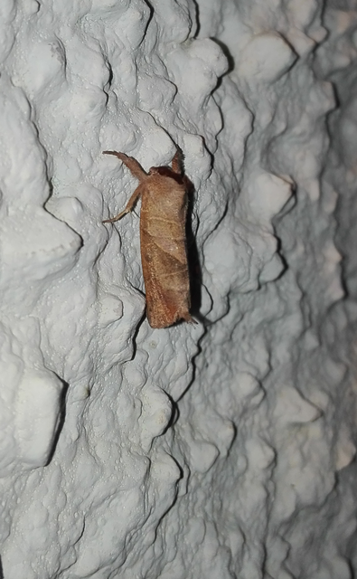 Clostera anastomosis - barna levélszövő
