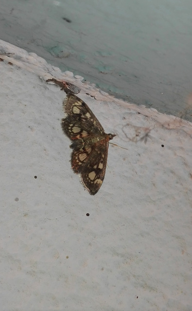 Anania coronata - koronás dudvamoly