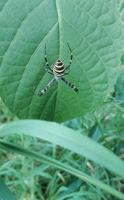 Argiope bruennichi - darázspók