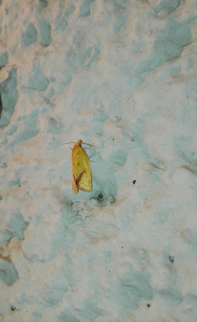 Agapeta hamana - közönséges sárgamoly