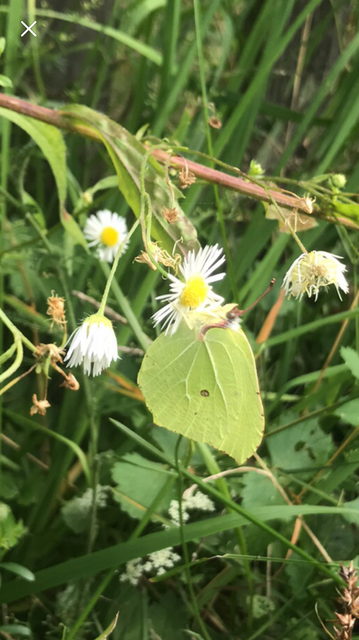 Gonepteryx rhamni - citromlepke