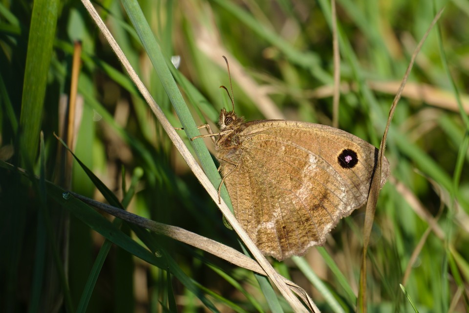 Minois dryas - fekete szemeslepke