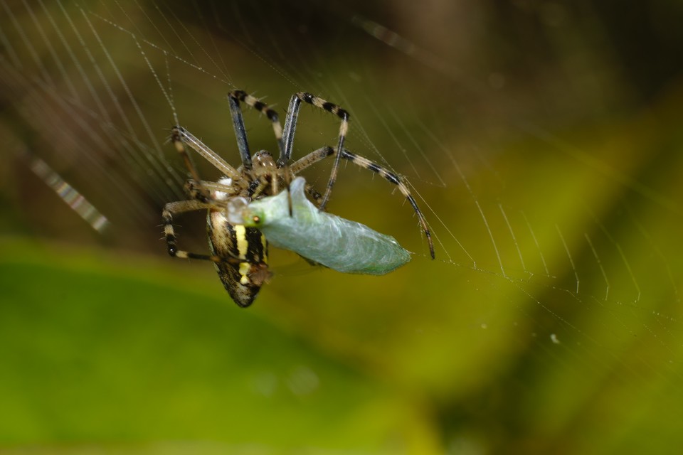Argiope bruennichi - darázspók