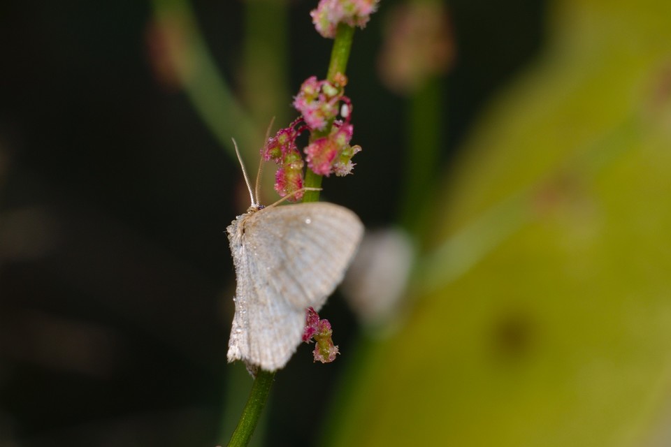 Idaea